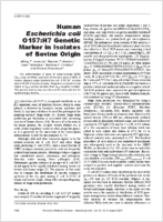 Human Escherichia coli O157H7 Genetic Marker in Isolates of Bovine Origin