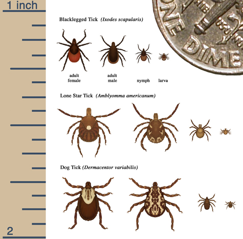 Relative sizes of several ticks at different life stages