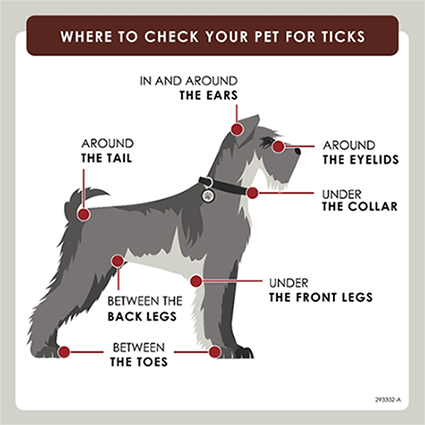 Where to check your pet for ticks
