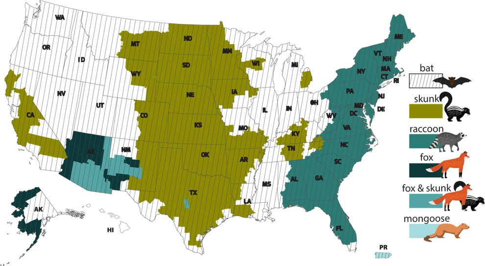 Data visualization : Common carriers of rabies by location in the US