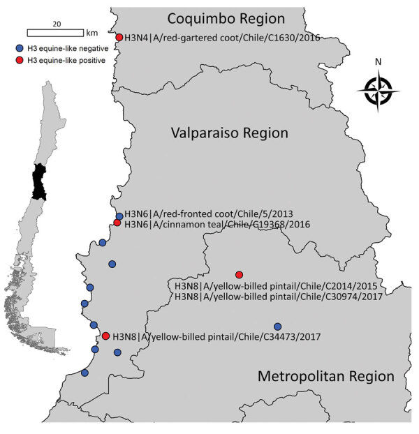 Equine-Like H3 Avian Influenza Viruses in Wild Birds, Chile